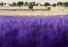 El ‘Tren de la Lavanda’ vuelve este jueves para dar a conocer los campos de Brihuega
