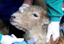 El PP denuncia la «dejación de funciones» del ejecutivo socialista en la crisis sanitaria de la lengua azul