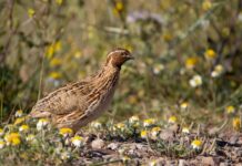 Vuelve la caza de la tórtola europea a Castilla-La Mancha tras cuatro años de moratoria