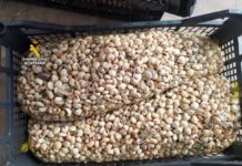 430 kilos de caracoles con destino Albacete incautados en La Rioja