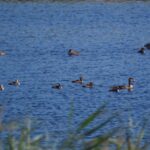 Detectados varios casos de gripe aviar en el Parque de Las Tablas de Daimiel