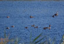 Detectados varios casos de gripe aviar en el Parque de Las Tablas de Daimiel