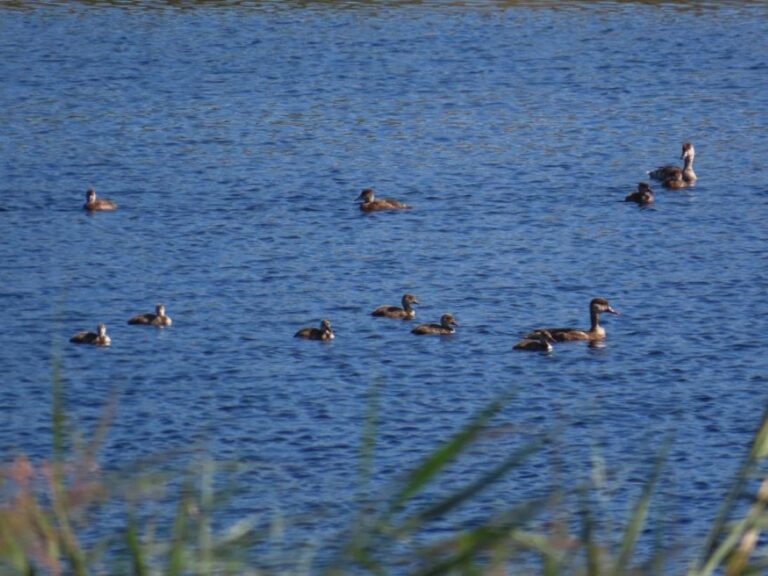 Detectados varios casos de gripe aviar en el Parque de Las Tablas de Daimiel