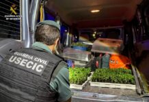 Viajaban con 400 plantas de marihuana en el coche en Guadalajara