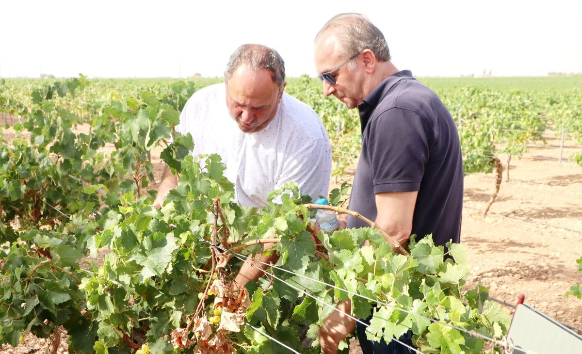El Gobierno regional y Agroseguro aceleran las peritaciones tras el pedrisco que arrasó los viñedos
