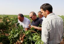 El Gobierno regional y Agroseguro aceleran las peritaciones tras el pedrisco que arrasó los viñedos