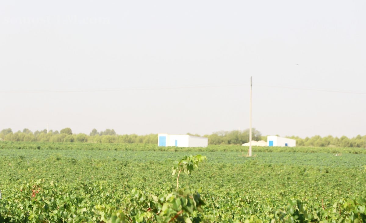 El Gobierno regional y Agroseguro aceleran las peritaciones tras el pedrisco que arrasó los viñedos
