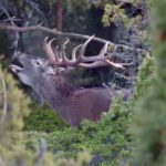 Visitas gratis para ver la berrea en un monte de Piedrabuena