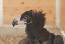 Rescate a un pollo de buitre negro en Bargas gracias al equipo cetrero de Puy du Fou