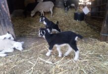 El plazo para pedir ayudas para repoblar ganado en caso de vaciado sanitario se abre este martes