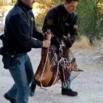 Rescatada una hembra corzo en una finca del casco histórico de Cuenca