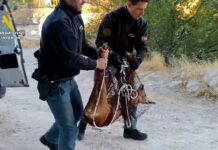 Rescatada una hembra corzo en una finca del casco histórico de Cuenca