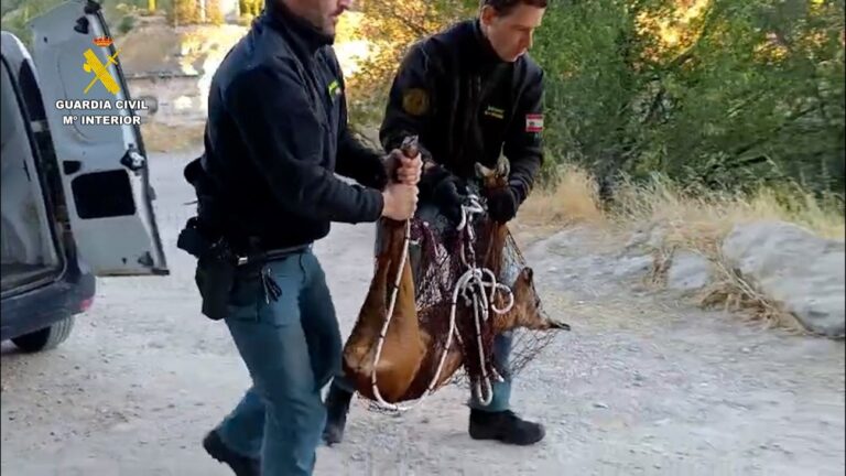 Rescatada una hembra corzo en una finca del casco histórico de Cuenca