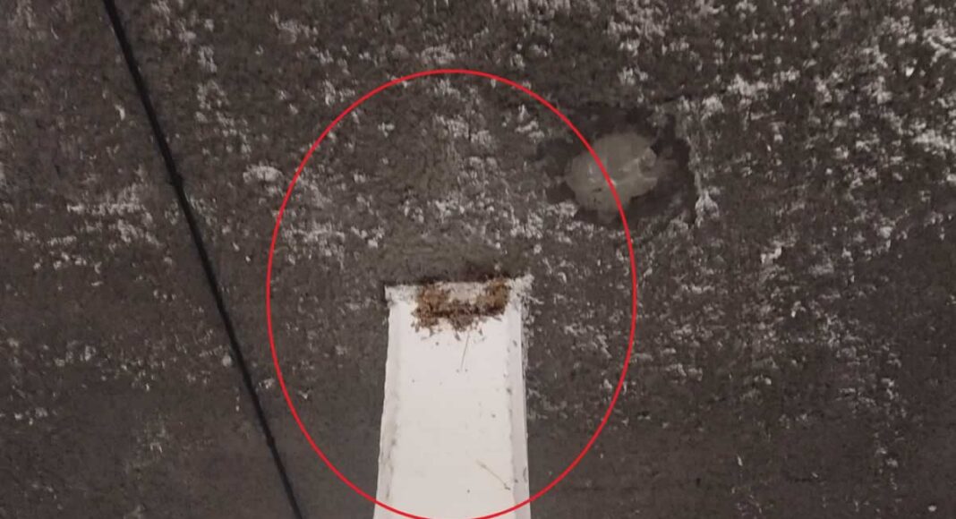destruccion nidos golondrina en aparcamientos
