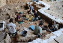 Descubren en Guadalajara los caballos más antiguos del linaje ibérico