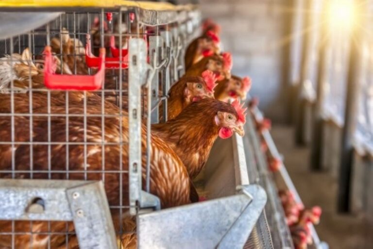 C-LM prohíbe la cría de aves de corral al aire libre para frenar la influenza aviar