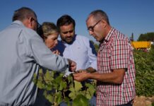 PP pide crear una Comisión de Estudio no permanente para el sector vitivinícola de C-LM