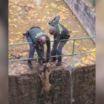 La Guardia Civil rescata un corzo en la Laguna de Uña
