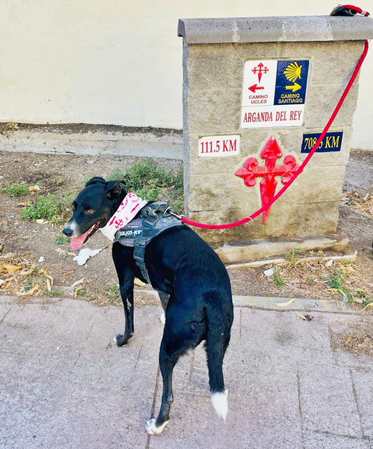 Las huellas de Salsa sobre las de Santiago, doce docenas de kilómetros y el camino a Uclés que soñó Manuel Rossi