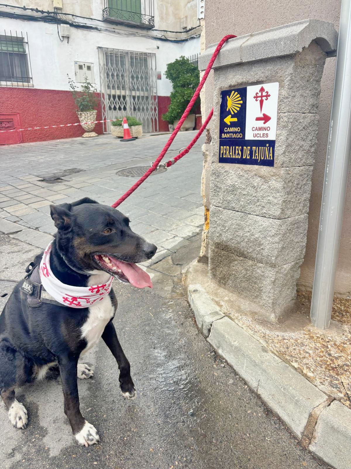 Las huellas de Salsa sobre las de Santiago, doce docenas de kilómetros y el camino a Uclés que soñó Manuel Rossi