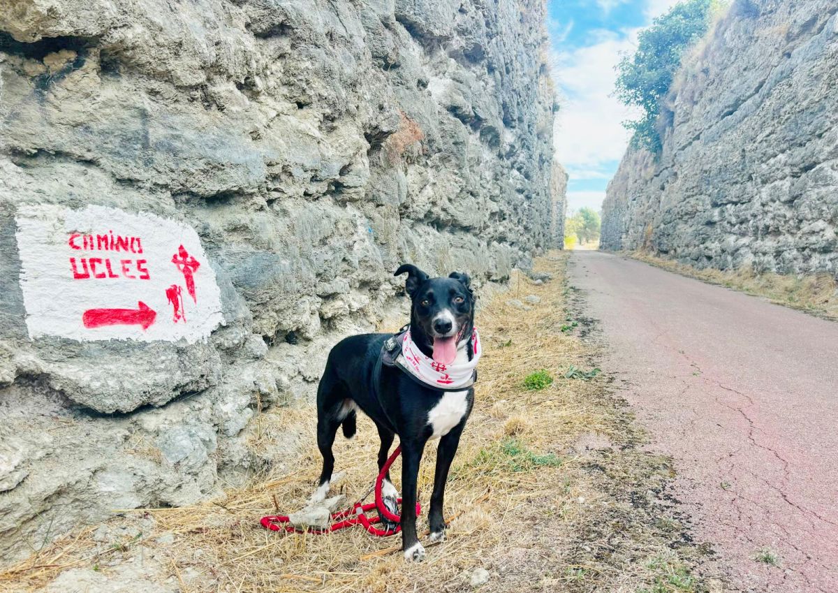 Las huellas de Salsa sobre las de Santiago, doce docenas de kilómetros y el camino a Uclés que soñó Manuel Rossi