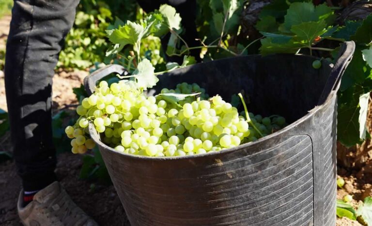El vino de C-LM se une para ganar músculo: la nueva Interprofesional arranca con un ambicioso plan estratégico