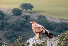 Detenido el guarda de un coto de caza tras matar de un disparo a un águila imperial ibérica en Toledo