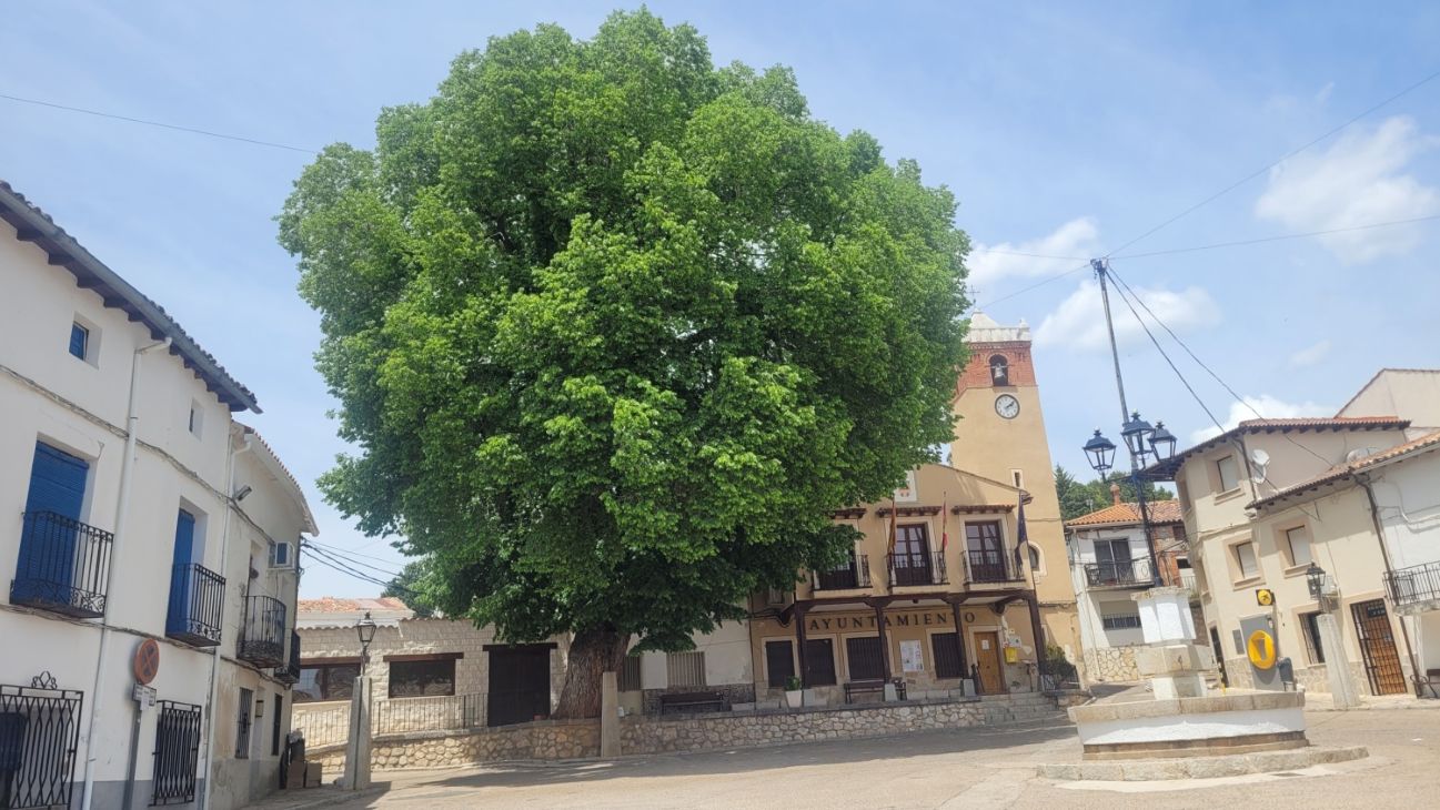 Tres árboles de Castilla-La Mancha aspiran a ser Árbol del Año 2026