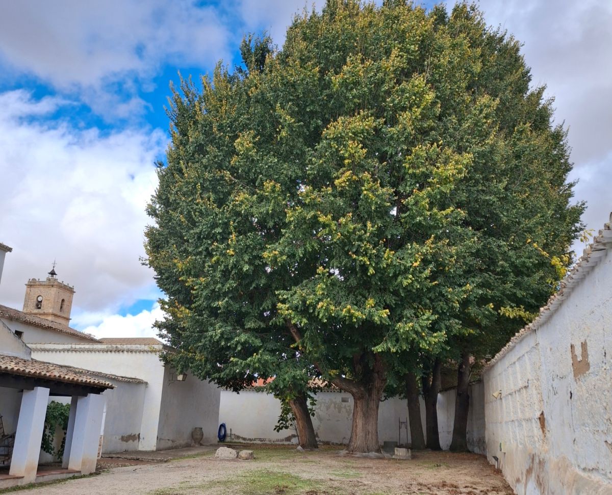 Tres árboles de Castilla-La Mancha aspiran a ser Árbol del Año 2026