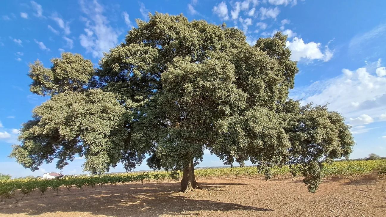 Tres árboles de Castilla-La Mancha aspiran a ser Árbol del Año 2026