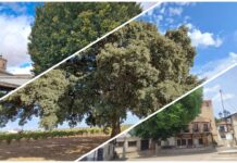 Tres árboles de Castilla-La Mancha aspiran a ser Árbol del Año 2026