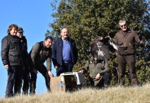 Liberados tres ejemplares de águila real e imperial en Castellar de Santiago