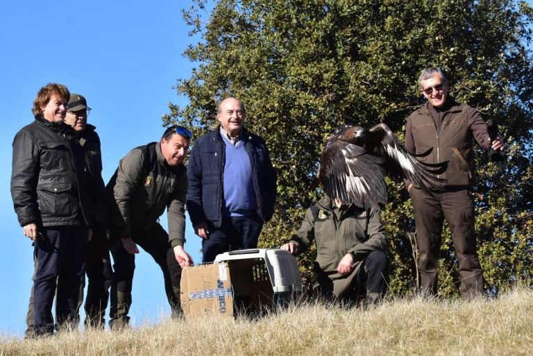 Liberados tres ejemplares de águila real e imperial en Castellar de Santiago