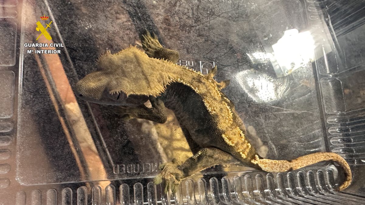 Desmantelado un falso refugio con cerca de 500 animales exóticos protegidos