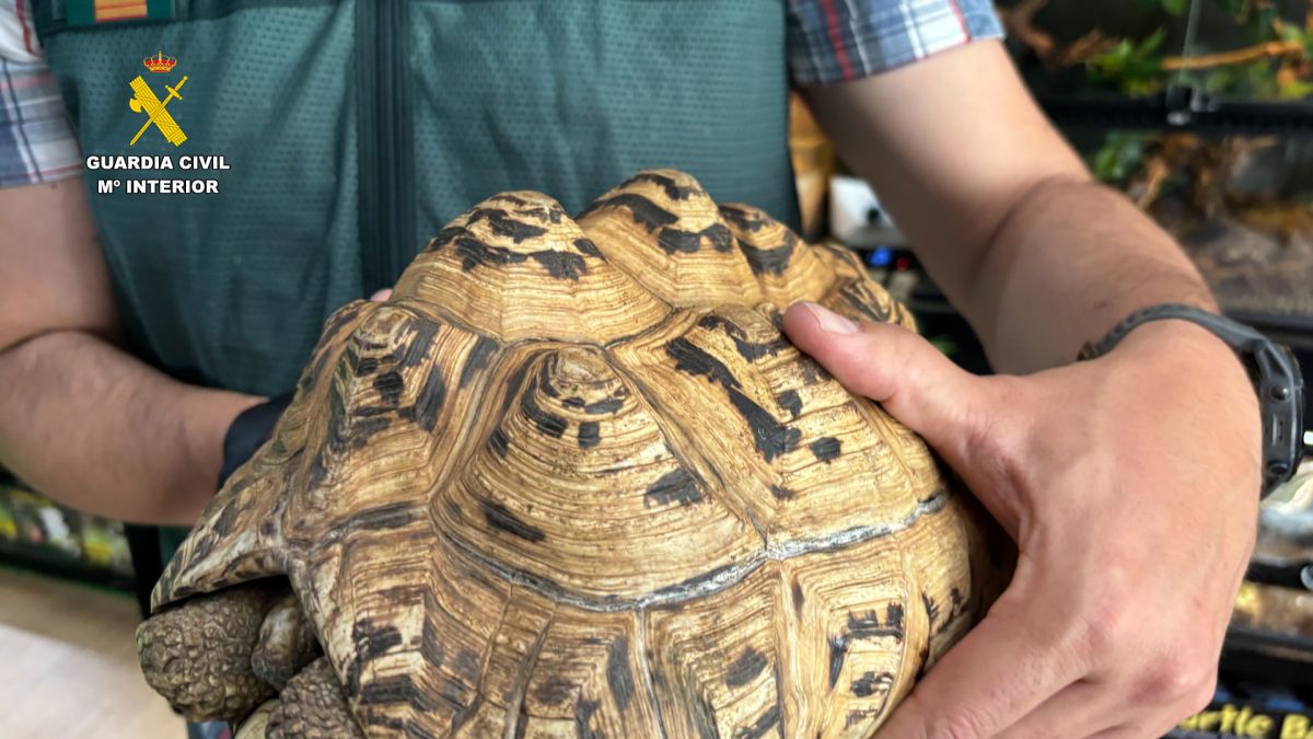 Desmantelado un falso refugio con cerca de 500 animales exóticos protegidos