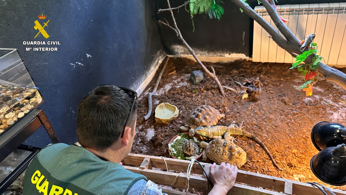 Desmantelado un falso refugio con cerca de 500 animales exóticos protegidos