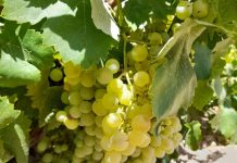 El vino blanco Ecológico Airén Pago Delgado, de Socuéllamos, obtiene un Oro en el certamen internacional EcoRácimo