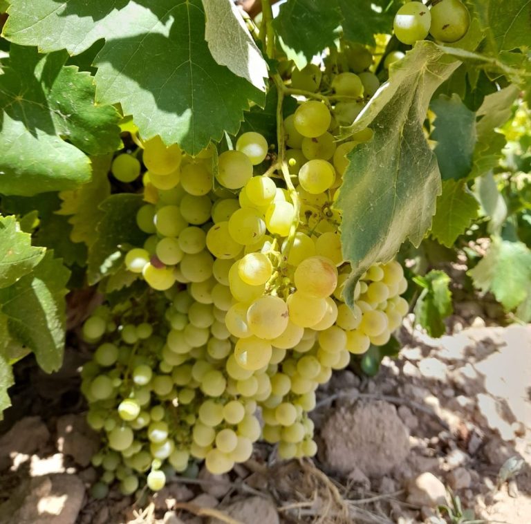 Cooperativas Agro-alimentarias C-LM celebra el Día del Airén, la variedad más representativa de nuestros viñedos