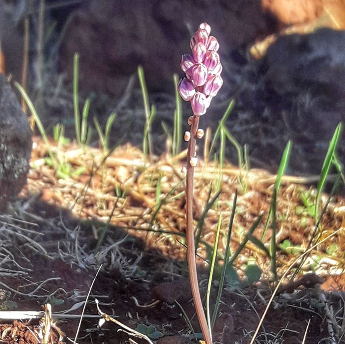 El volcán del Alhorín, un domo rojizo en Ciudad Real en un paisaje detenido en el tiempo