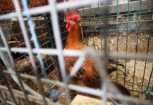 Una experta afirma que la situación de la gripe aviar podría empeorar con las bajas temperaturas