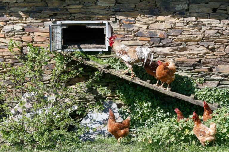 El Gobierno confina desde el lunes aves de corral en 18 zonas de C-LM para no propagar la gripe aviar