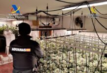 612 plantas y 66 kilos de marihuana: desmantelada una plantación en Trijueque