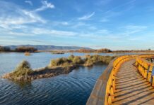 Ecologistas alertan de la aparición de gripe aviar en las Tablas de Daimiel y piden revisar la gestión del parque