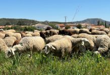 C-LM compra 700.000 dosis de vacuna para proteger al sector ganadero frente a la lengua azul