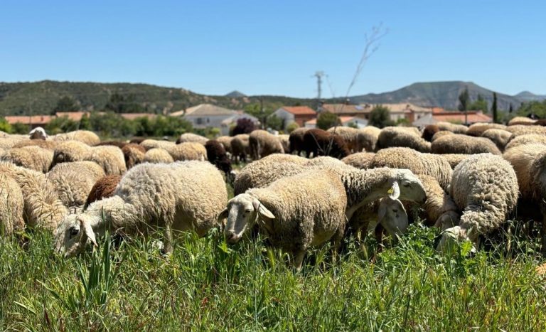 Ecologistas denuncian la ocupación de casi 3 millones de metros cuadrados de vías pecuarias en C-LM