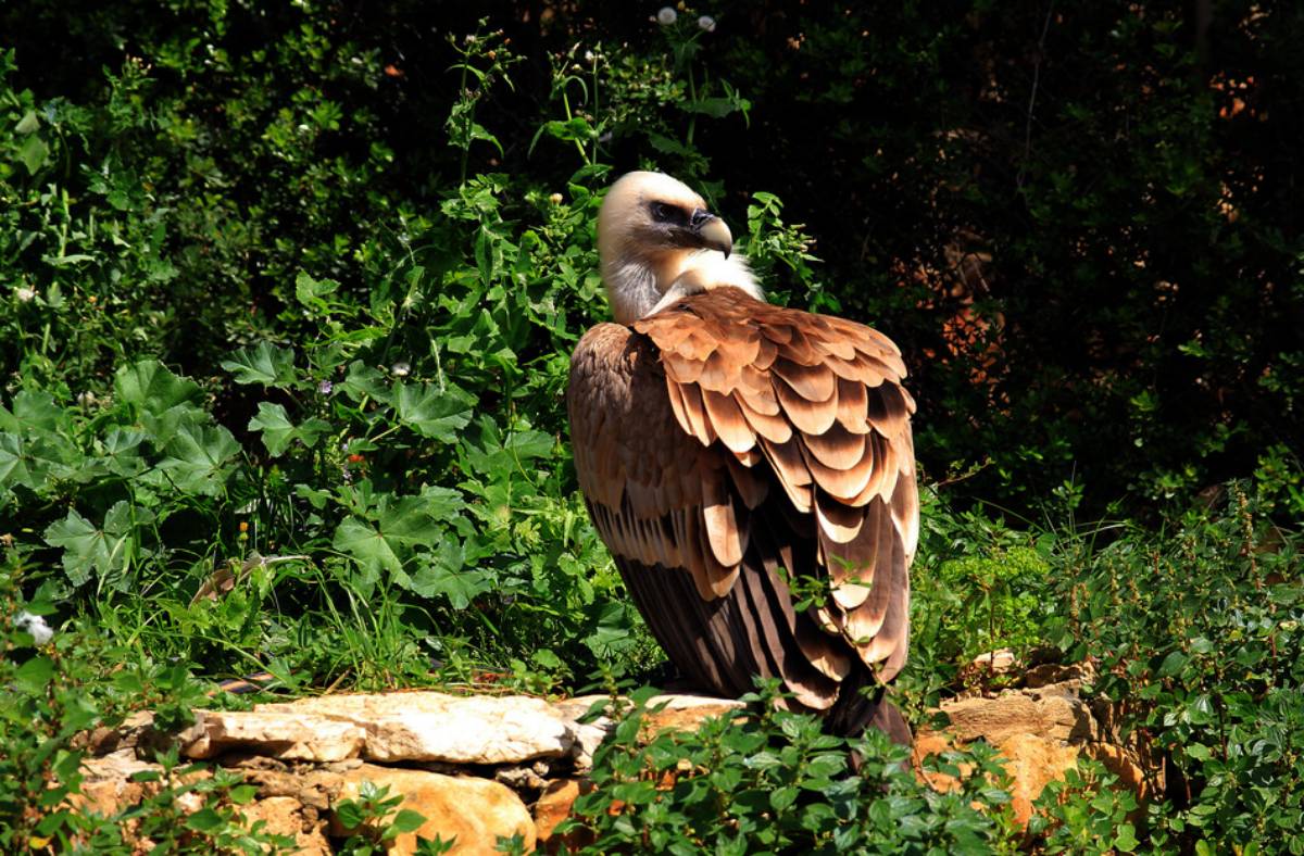 El cañón de Guadalajara que fue mar durante el Jurásico: el Barranco del río Dulce