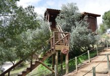 El auge del oleoturismo impulsa el desarrollo rural: Castilla-La Mancha apuesta por experiencias únicas entre olivos