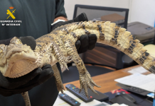 Investigan a personas por soltar un caimán en el pantano de Almansa