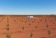 Faenza Capital cierra una inversión de 4,2 millones para su cuarta plantación de pistachos en C-LM