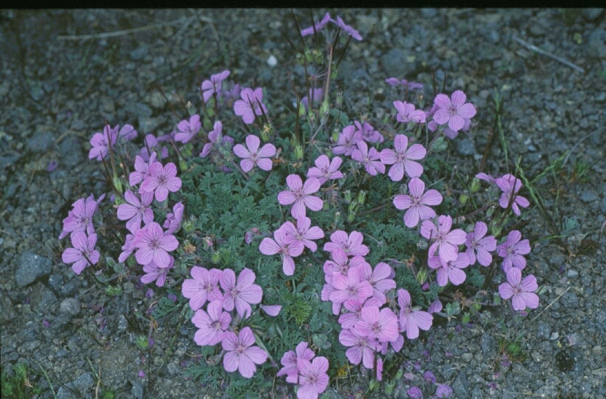 El geranio del Paular, la flor que ha sobrevivido 30 años en pleno cerro volcánico de Guadalajara